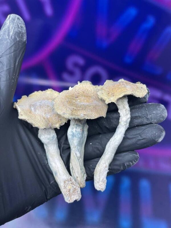 buy-mushroom-online-in-hamburg-1.jpeg Pilze in Frankfurt online kaufen
