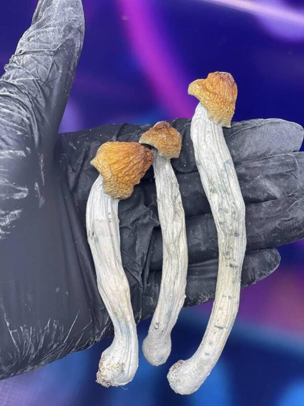 buy-shrooms-online-in-hamburg-1.jpeg Pilze in Frankfurt online kaufen