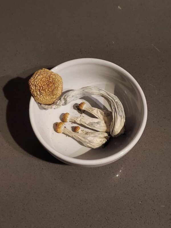 dried-shrooms-online-hamburg-1.jpeg Pilze in Frankfurt online kaufen